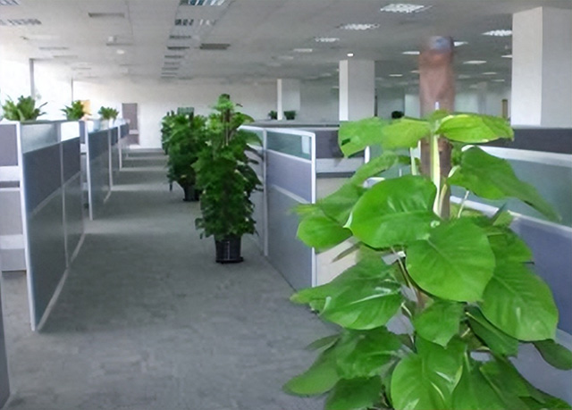 為什么企業(yè)喜歡綠植租賃或綠植租擺？