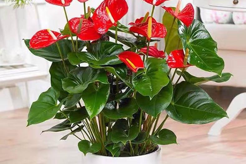 不同辦公空間植物如何擺放？辦公植物擺放大全