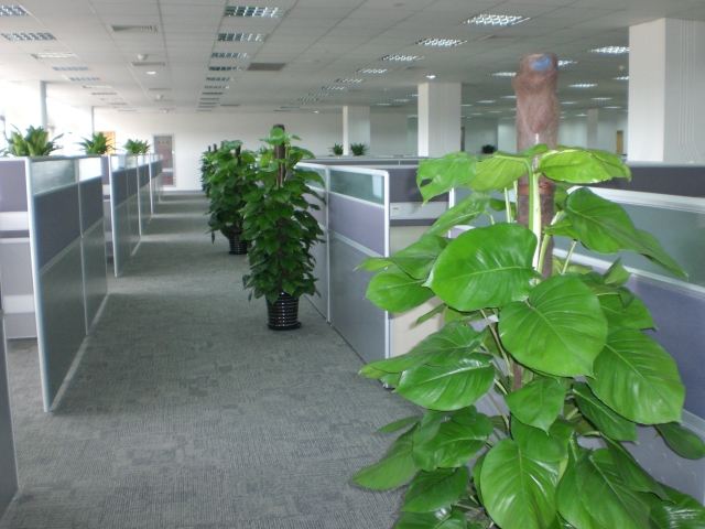 辦公室里為什么要擺放綠植？