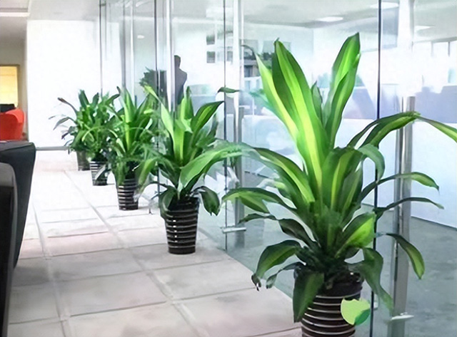 為什么企業(yè)喜歡綠植租賃或綠植租擺？