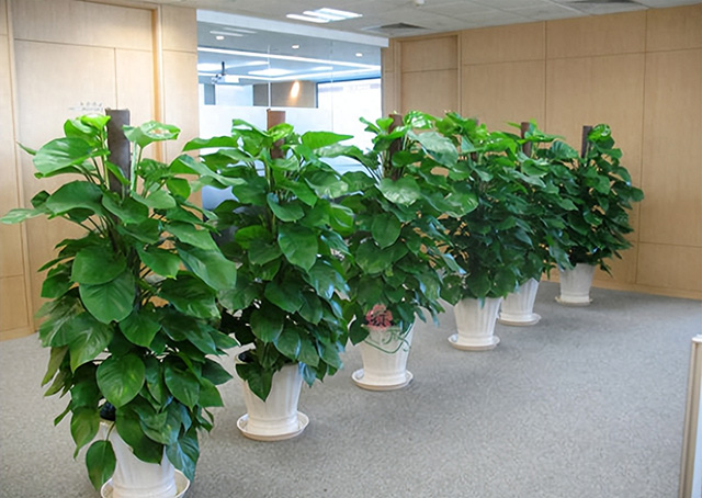 為什么企業(yè)喜歡綠植租賃或綠植租擺？