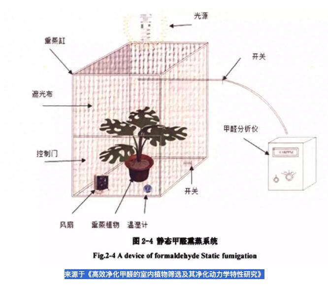 公司用綠蘿除甲醛，到底靠不靠譜？