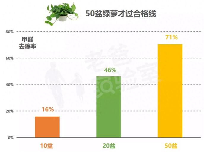 公司用綠蘿除甲醛，到底靠不靠譜？