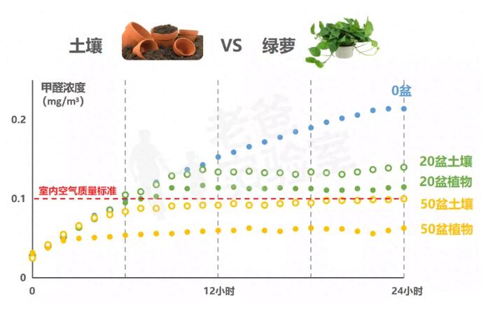 公司用綠蘿除甲醛，到底靠不靠譜？